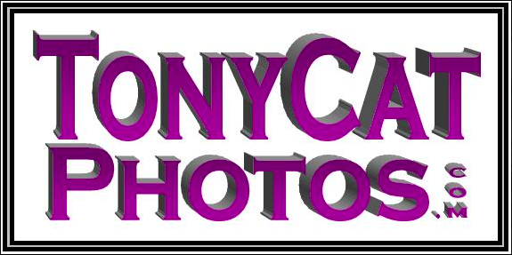 tonycat_photos